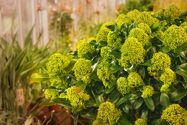 Skimmia - jardineries Tournesols